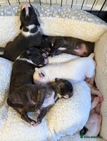 English Bull Terrier dogs Champion line EBT Puppies - Advert 1