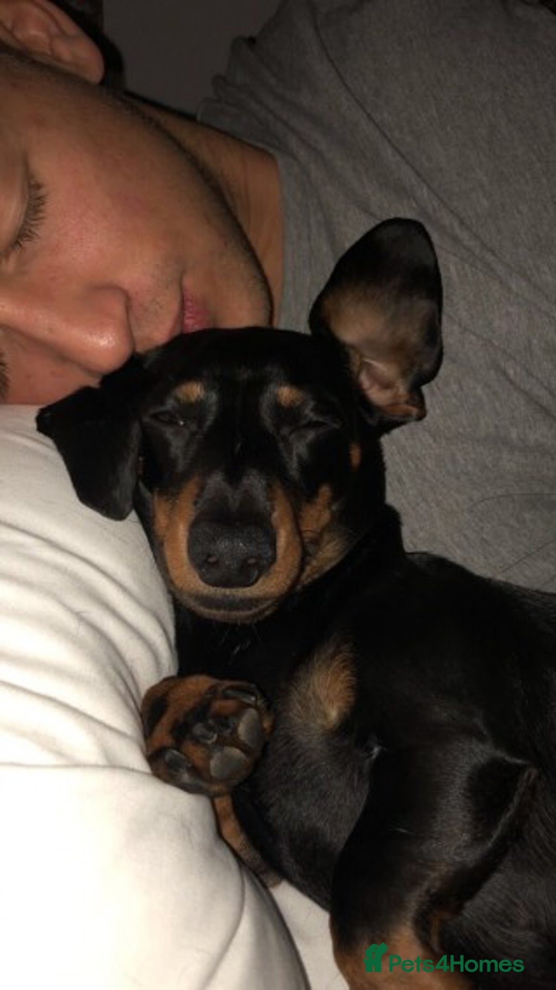 Miniature Dachshund dogs for stud: Pra Clear Black & Tan Mini Dachshund For Stud in Redhill - Image 7