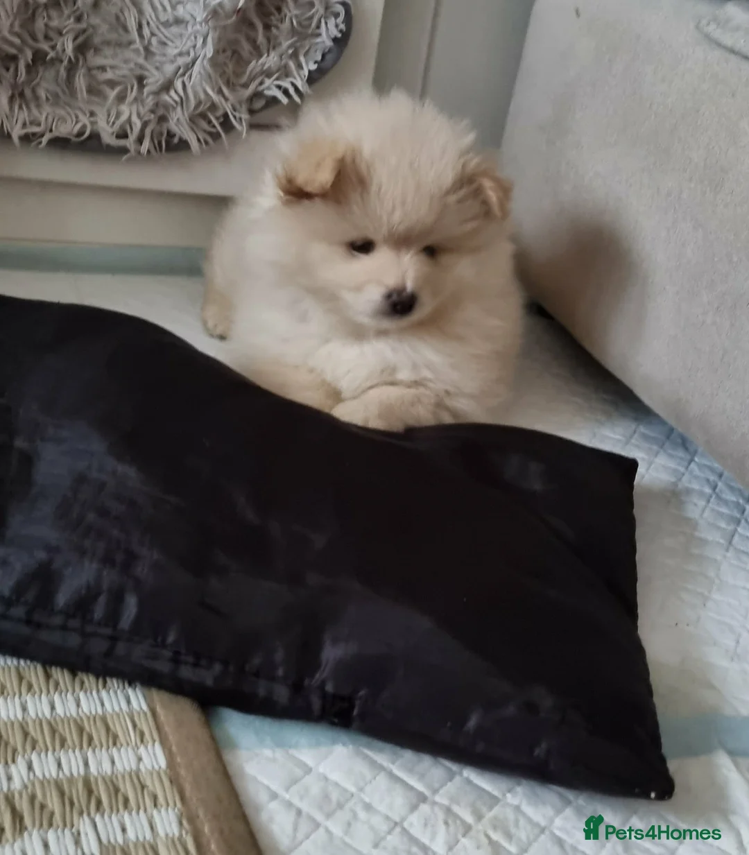 Pomeranian dogs for sale: Beautiful Pomeranian puppie male - Advert 8