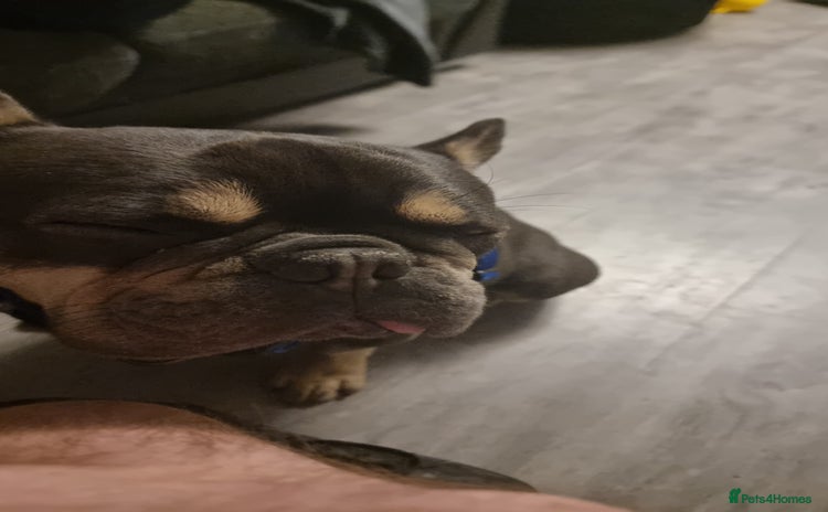 French Bulldog dogs - Advert 15