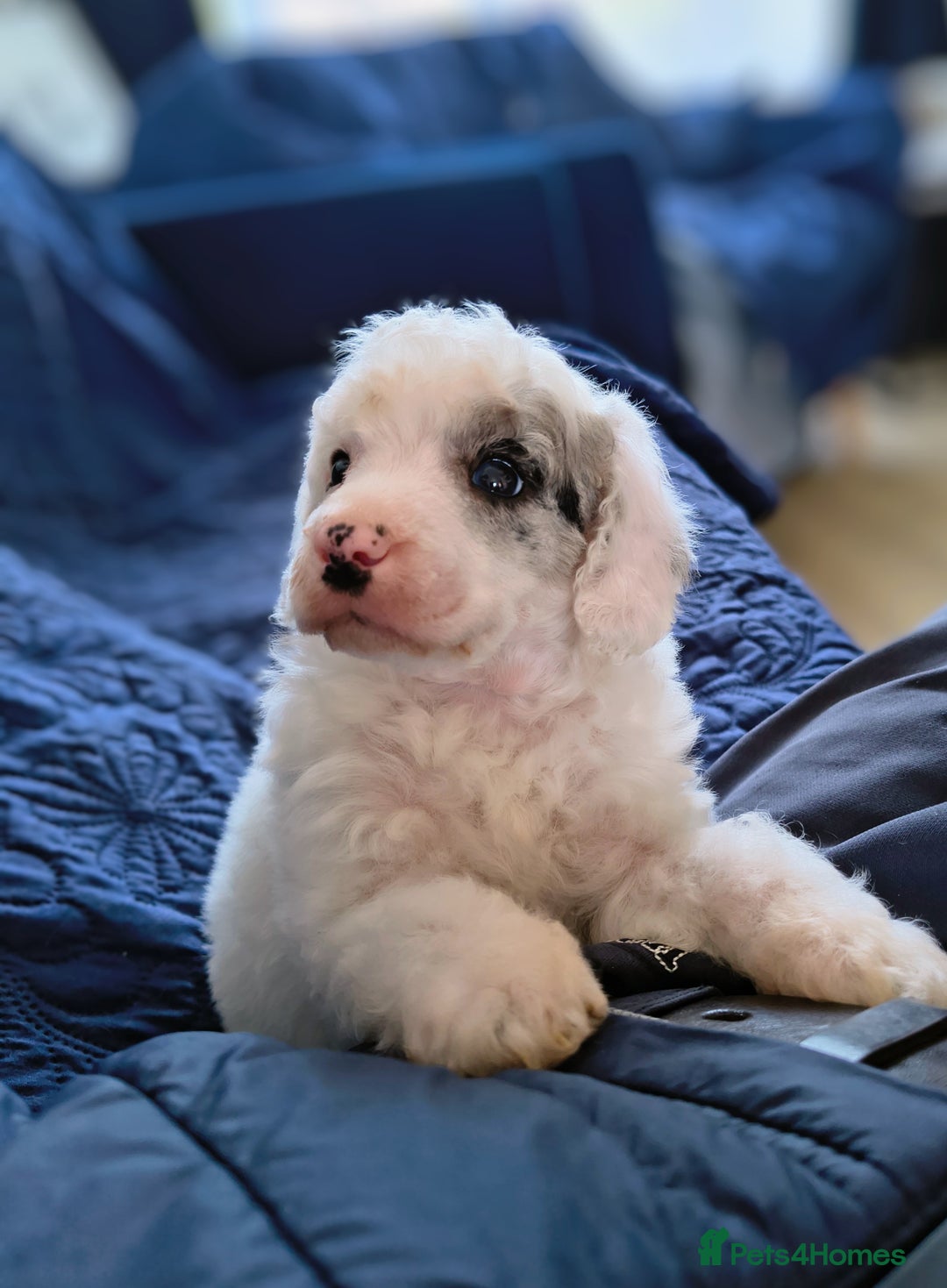 Miniature Poodle dogs for stud: Merle Miniature Poodle at Stud - Advert 6