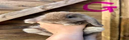 Mini Lop rabbits for sale: 💙🩷 Stunning Mini Lop Babies 🩷💙 - Advert 14