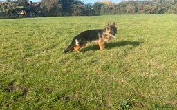 German Shepherd dogs for sale: 25 years experience breeding German Shepherds  - Image 10