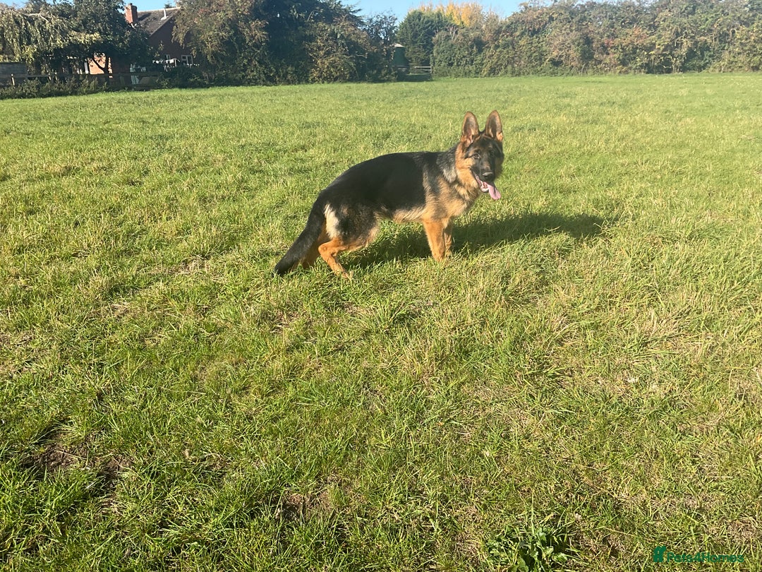 German Shepherd dogs for sale: 25 years experience breeding German Shepherds  - Image 10