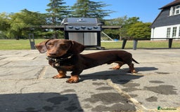 Miniature Dachshund dogs for stud: Standard Dachshund Male Stud - Image 3