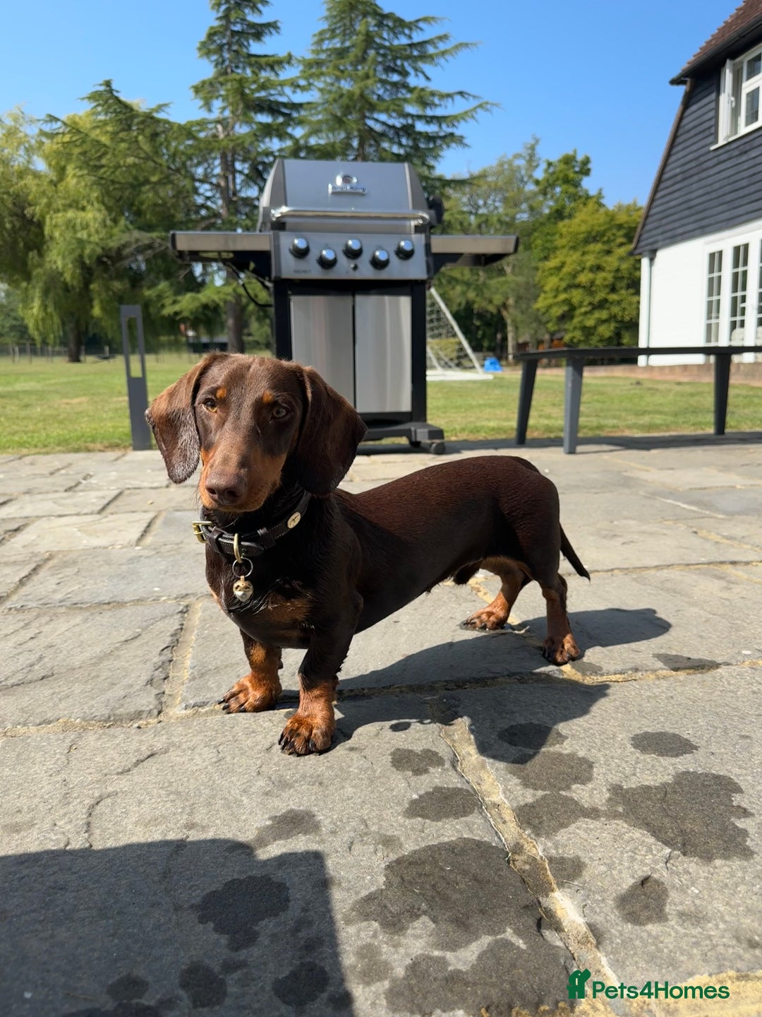Miniature Dachshund dogs for stud: Standard Dachshund Male Stud - Image 3