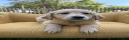 Mixed Breed dogs for sale: Magnificent blonde wolf dog puppies golden sarloos - Advert 29