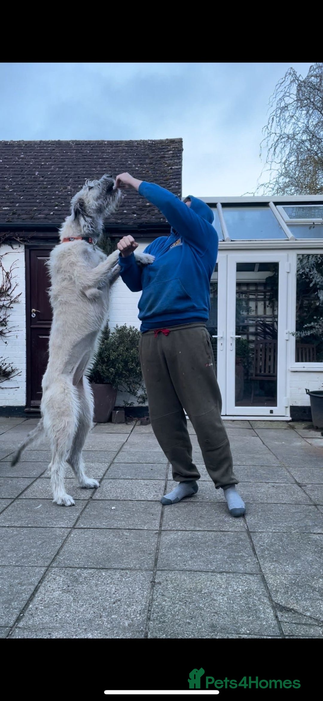 Irish Wolfhound dogs for sale: Irish Wolfhound full pedigree puppies for sale  - Advert 5