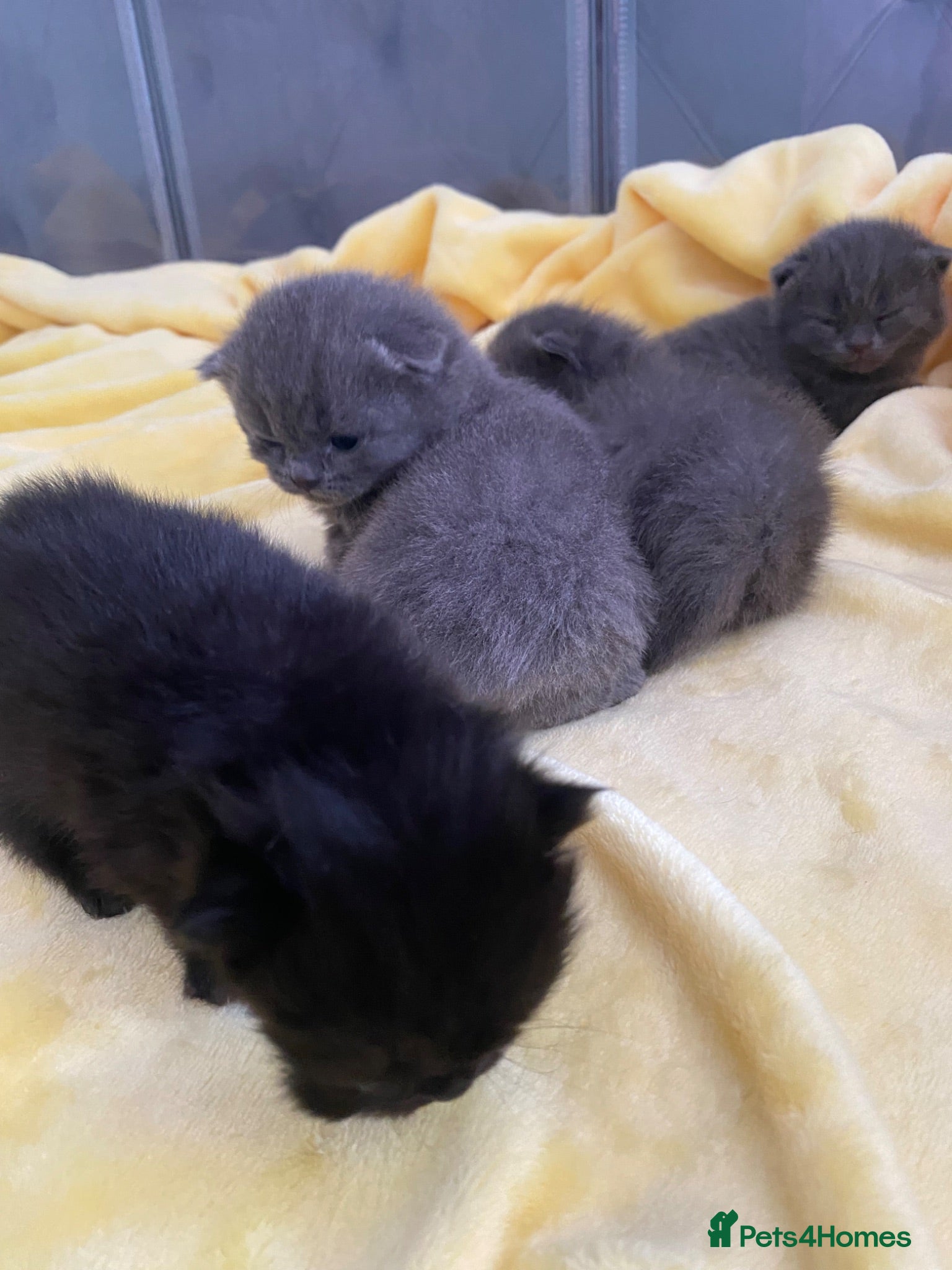 British Shorthair cats Amazing Pedigree British Shorthair Kittens  - Advert 2