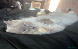 Ragdoll cats for stud: PROVEN GCCF Active Ragdoll Stud Dilute Lilac Genes in Manchester - Image 10