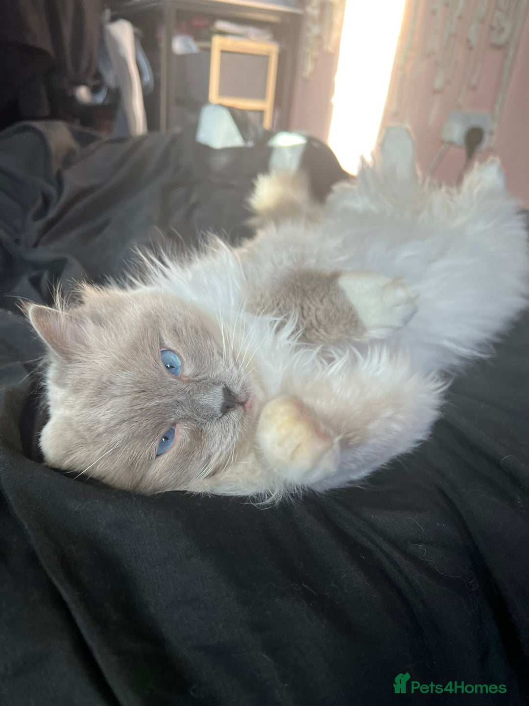Ragdoll cats for stud: PROVEN GCCF Active Ragdoll Stud Dilute Lilac Genes in Manchester - Image 10