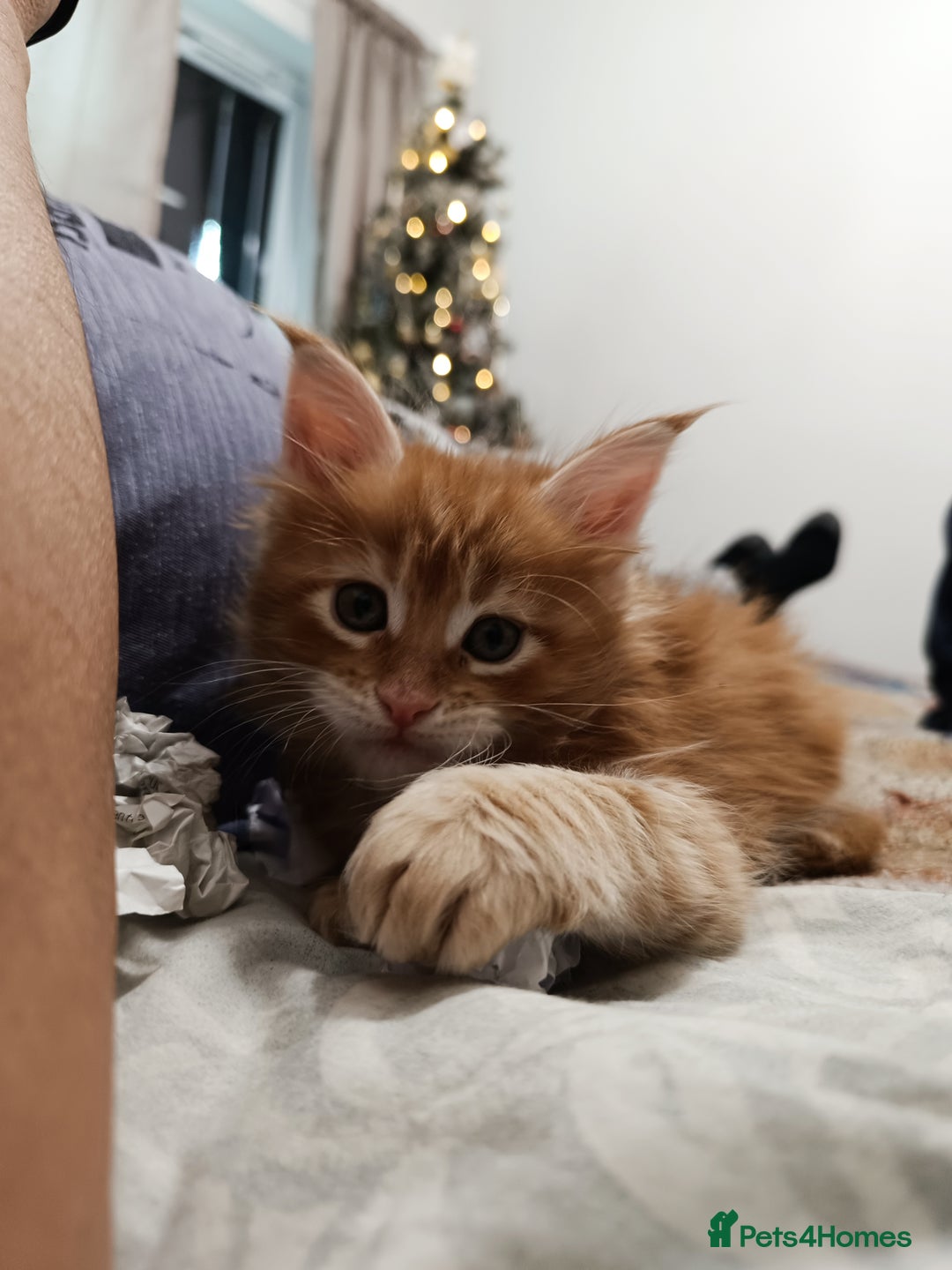 Maine Coon cats for sale: Boy, male Maine Coon  - Advert 2