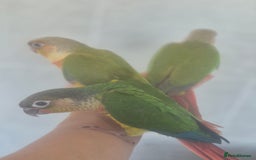 Conures birds for sale: Handreared  - Image 11