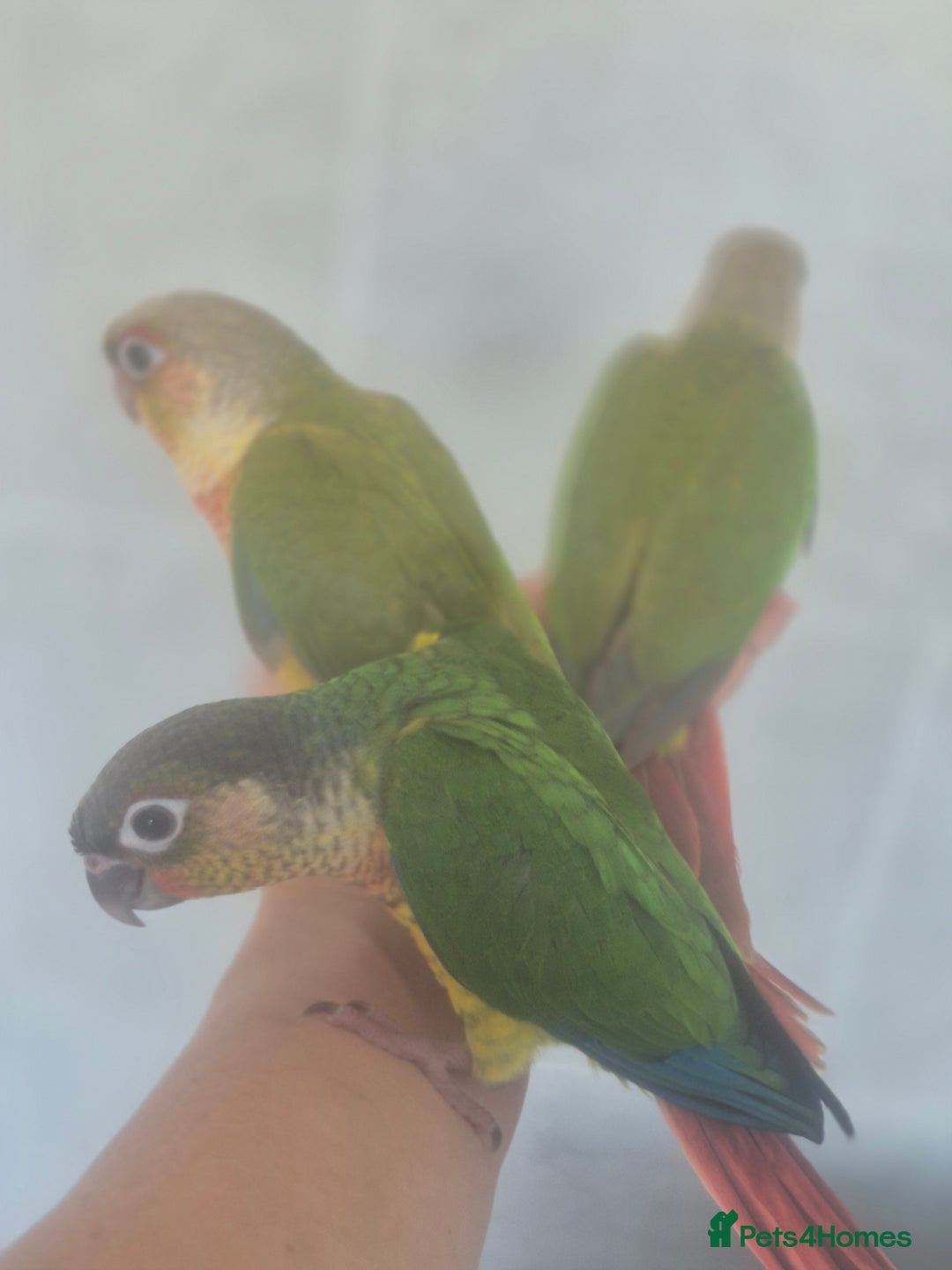 Conures birds for sale: Handreared  - Image 11