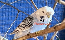 Budgerigars birds for sale: Reserved 2 pairs of budgies (please read full) - Image 9