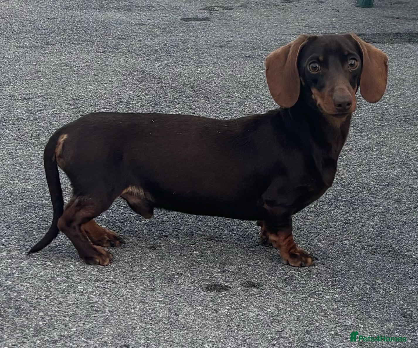 Miniature Dachshund dogs  miniature dachshund for stud  in Salisbury - Advert 11