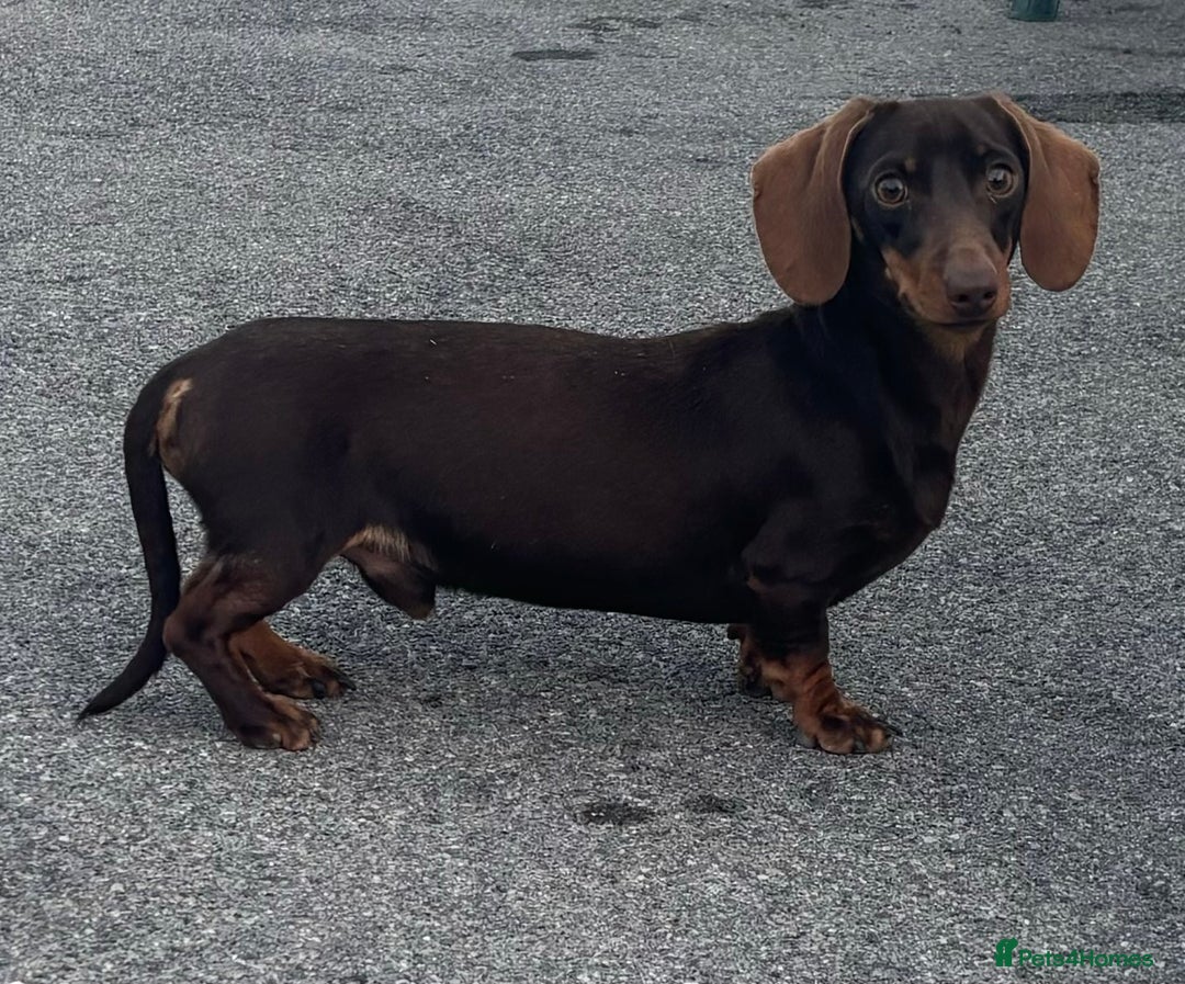 Miniature Dachshund dogs for stud:  miniature dachshund for stud  in Salisbury - Advert 1