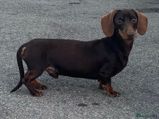 Miniature Dachshund dogs miniature dachshund for stud in Salisbury - Advert 4