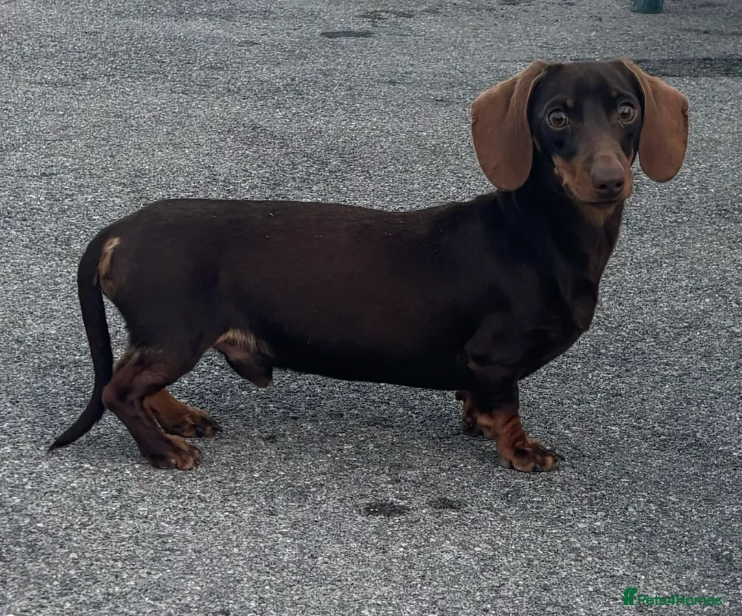 Miniature Dachshund dogs for stud:  miniature dachshund for stud  in Salisbury - Advert 1