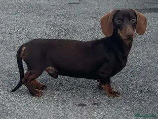Miniature Dachshund dogs miniature dachshund for stud in Salisbury - Advert 13