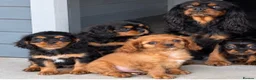 Cavalier King Charles Spaniel dogs for sale: Beautiful Cavalier King Charles Spaniel Puppies  - Advert 4