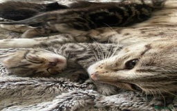 Bengal cats for sale: Mixed Stunning Bengals  - Image 4