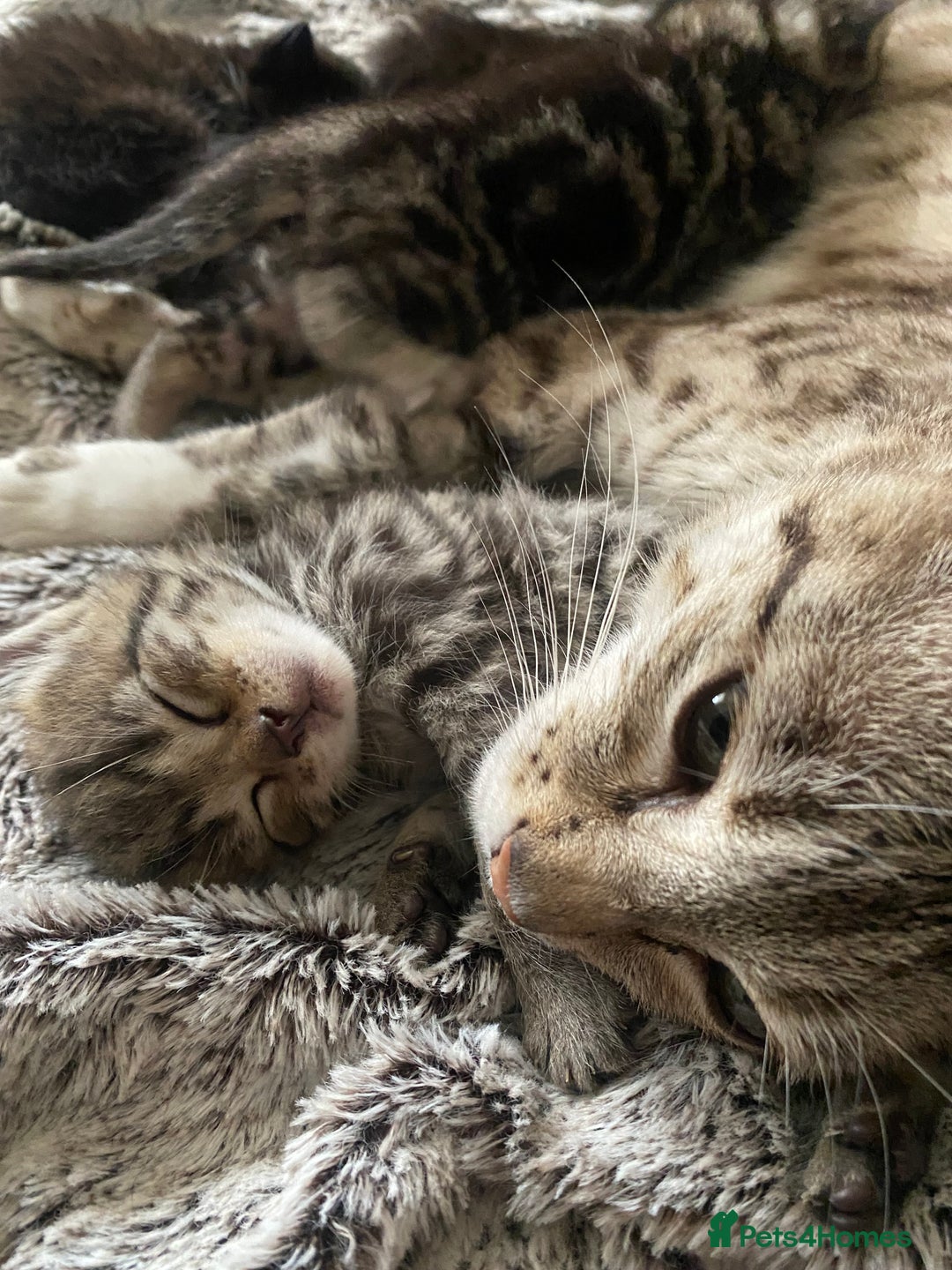Bengal cats for sale: Mixed Stunning Bengals  - Image 4
