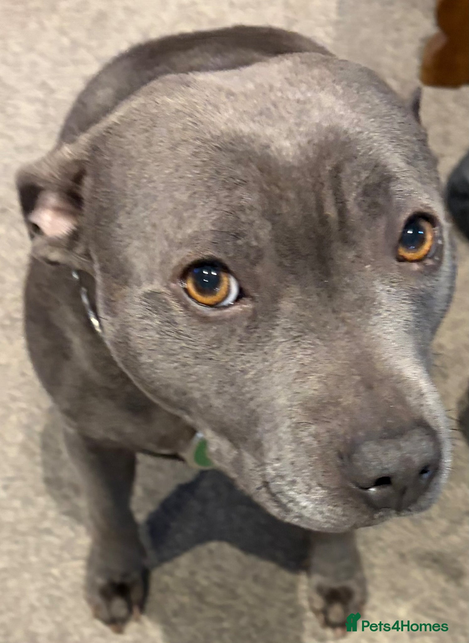 Staffordshire Bull Terrier dogs Blue Staffordshire Bull Terrier Puppies - Advert 6