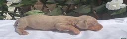 Miniature Dachshund dogs for sale: BEAUTIFUL TINY MINIATURE DASCHUNDS DAPPLE KC  - Advert 15