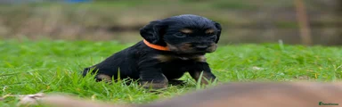Cocker Spaniel Puppy 6 Orange Collar 