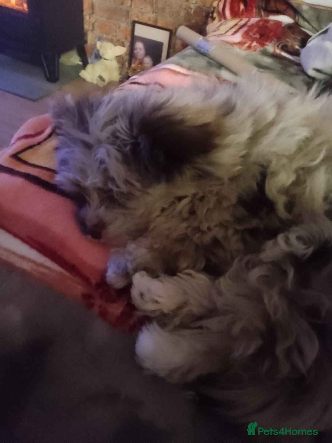 Mixed Breed dogs for sale: Gorgeous yorkiepoo x pomeranian puppy - Advert 7