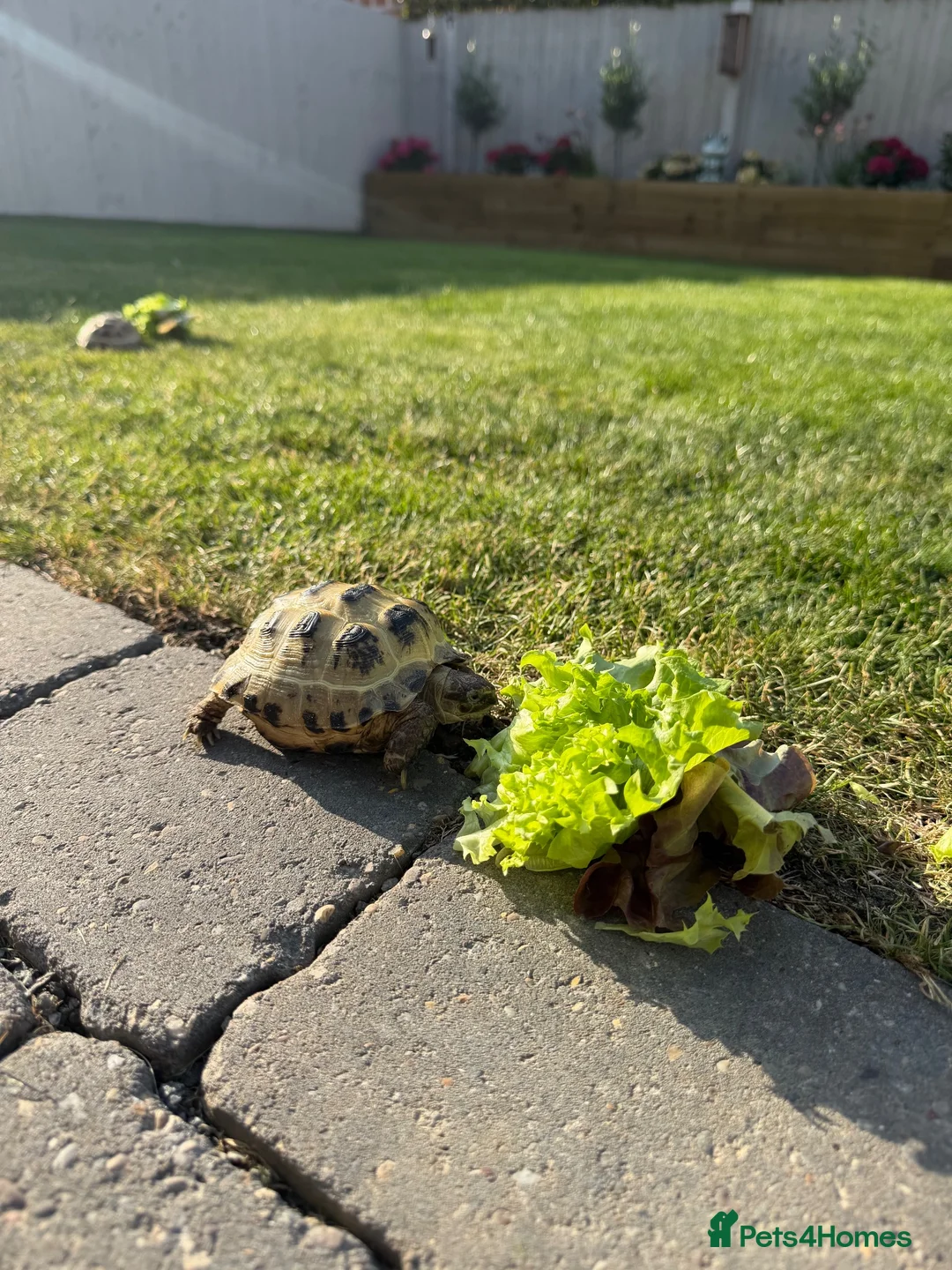 Tortoise reptiles for sale: Horsefield Tortoises & Setup  in Beverley - Advert 2