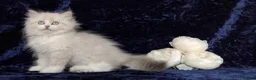 Siberian cats for sale: GCCF Registered Siberian Kitten For Sale  - Advert 6