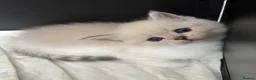 Scottish Fold cats for sale: BEAUTIFUL WHITE SCOTTISH FOLDS in Grays - Advert 4