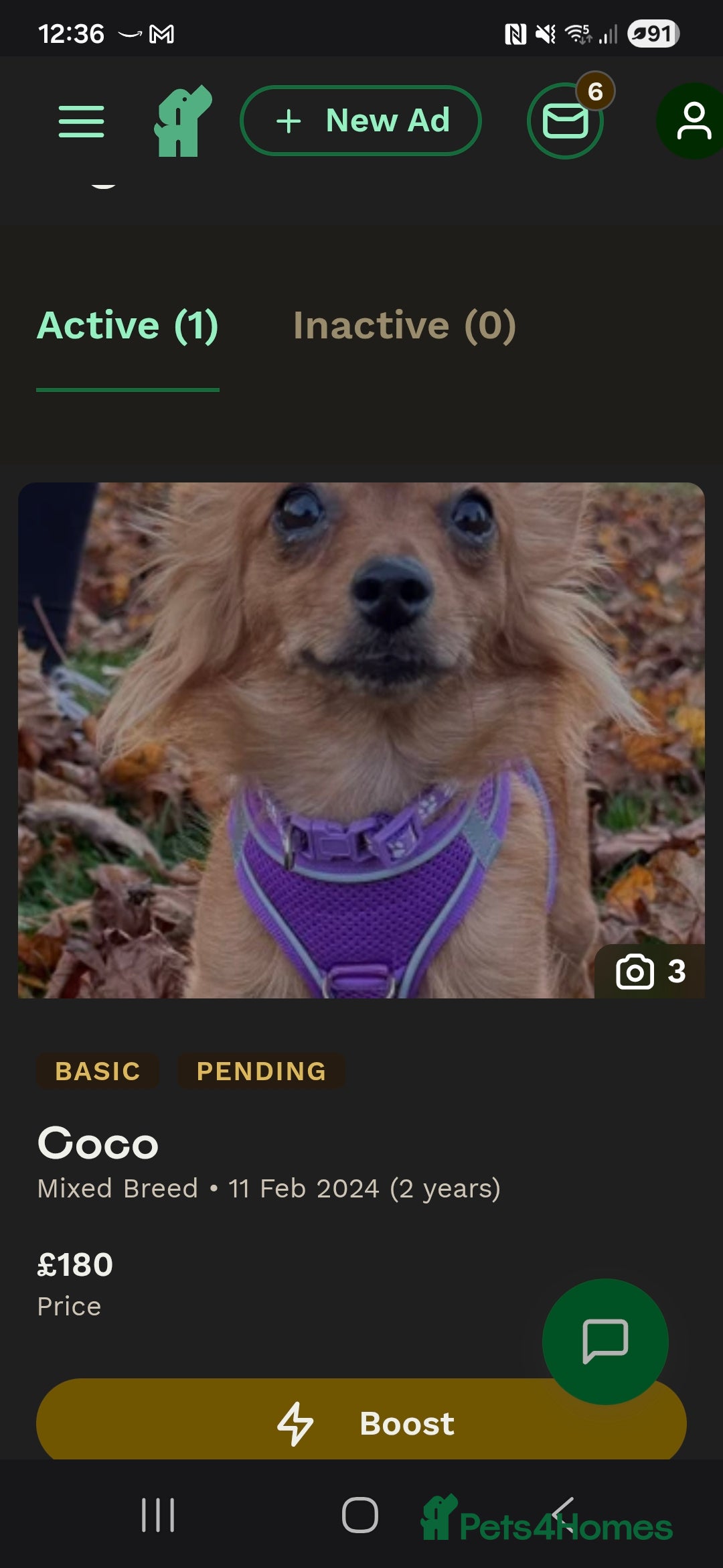 Mixed Breed dogs Miss coco - Advert 18