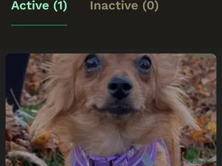 Mixed Breed dogs Miss coco - Advert 9