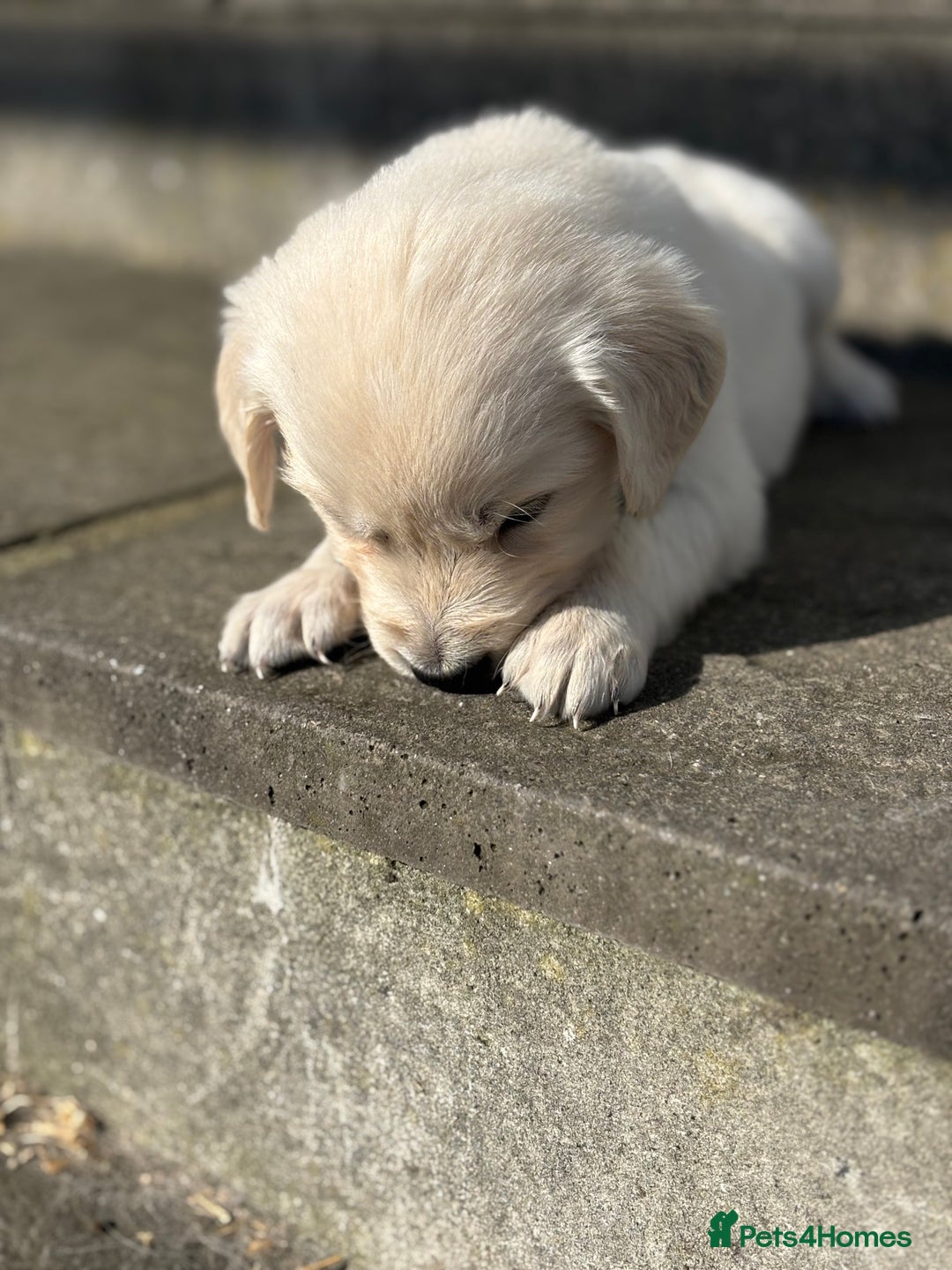 Golden Retriever dogs for sale: KC Registered Golden Retriever Puppies 🐾 - Image 2