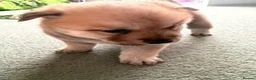 Mixed Breed dogs for sale: Chowski puppy’s  - Advert 8