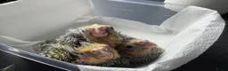 Cockatiels birds for sale: Baby cockatiels. ONLY ONE LEFT NOW be quick  in Chester - Advert 5