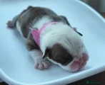 English Bulldog Puppy 4