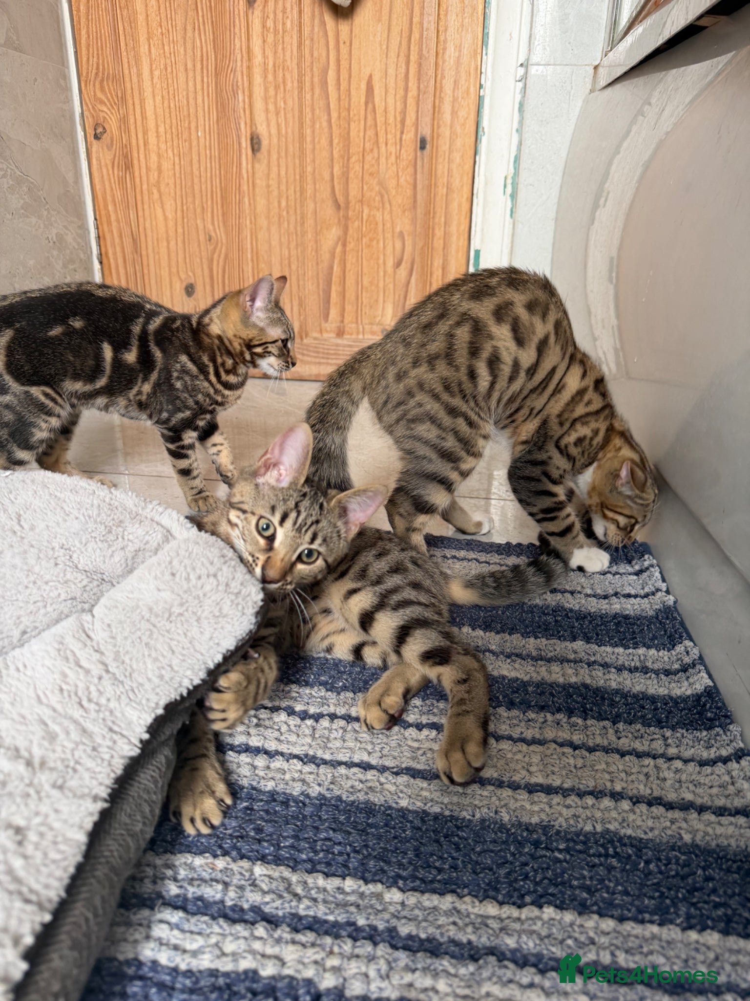 Mixed Breed cats for sale: BENGAL MIX KITTENS 4 SALE SOUTH LONDON - Advert 7