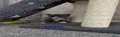 Grey & white Male