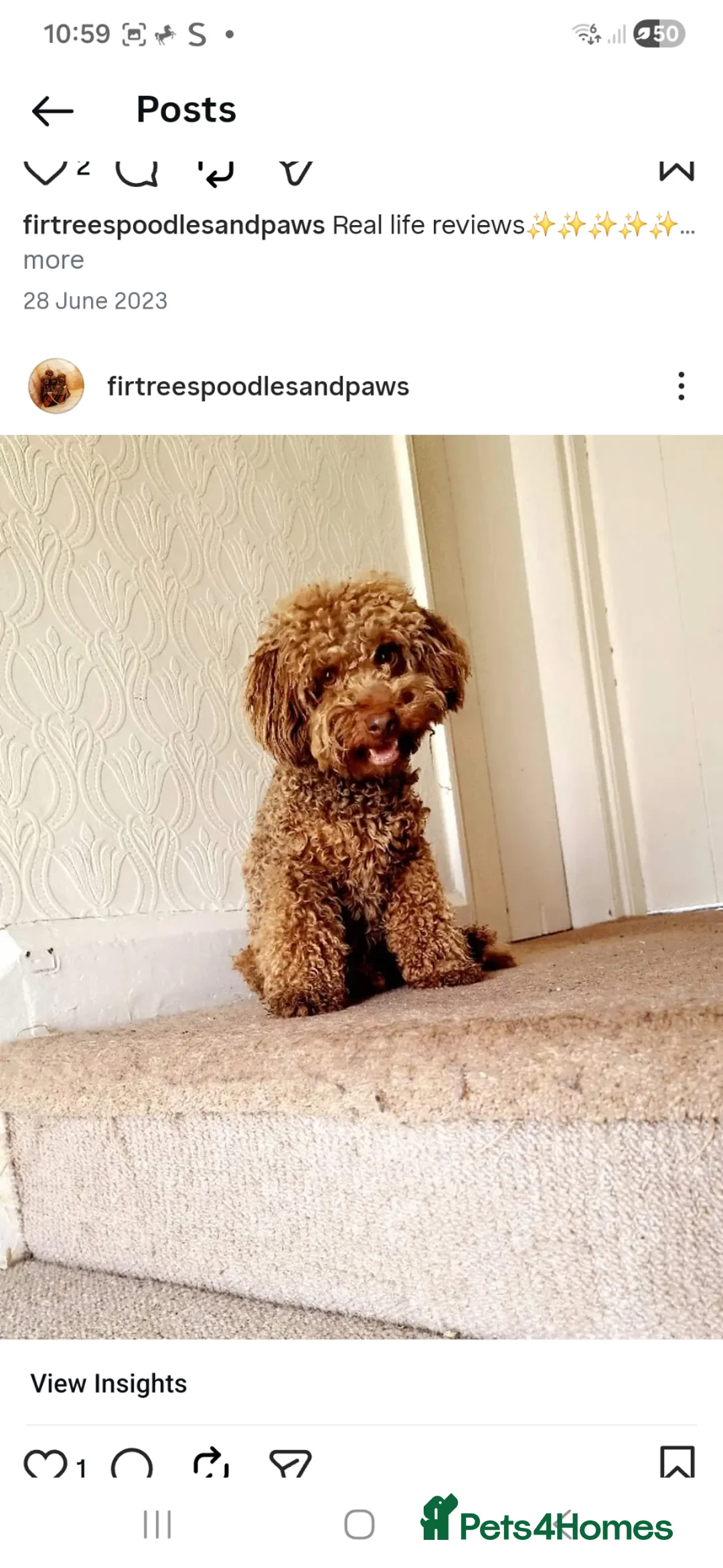 Jackapoo dogs for sale: Easter Jackapoos - Ready Now - Advert 1