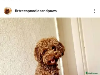 Jackapoo dogs Easter Jackapoos - Ready Now - Advert 1