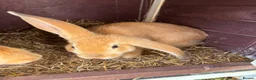 Continental Giant rabbits for sale: 3 left 1 boy and 2 girls all ginger  - Advert 9