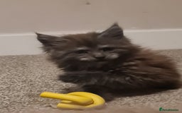 Maine Coon cats for sale: Stunning Mainecoon boys available  - Image 2