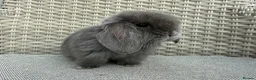 Mini Lop rabbits for sale: Last 2 plush lops available to reserve - Advert 28