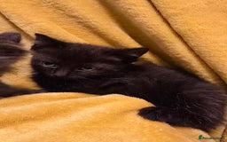 Mixed Breed cats for sale: Beautiful half ragdoll kittens - Image 16
