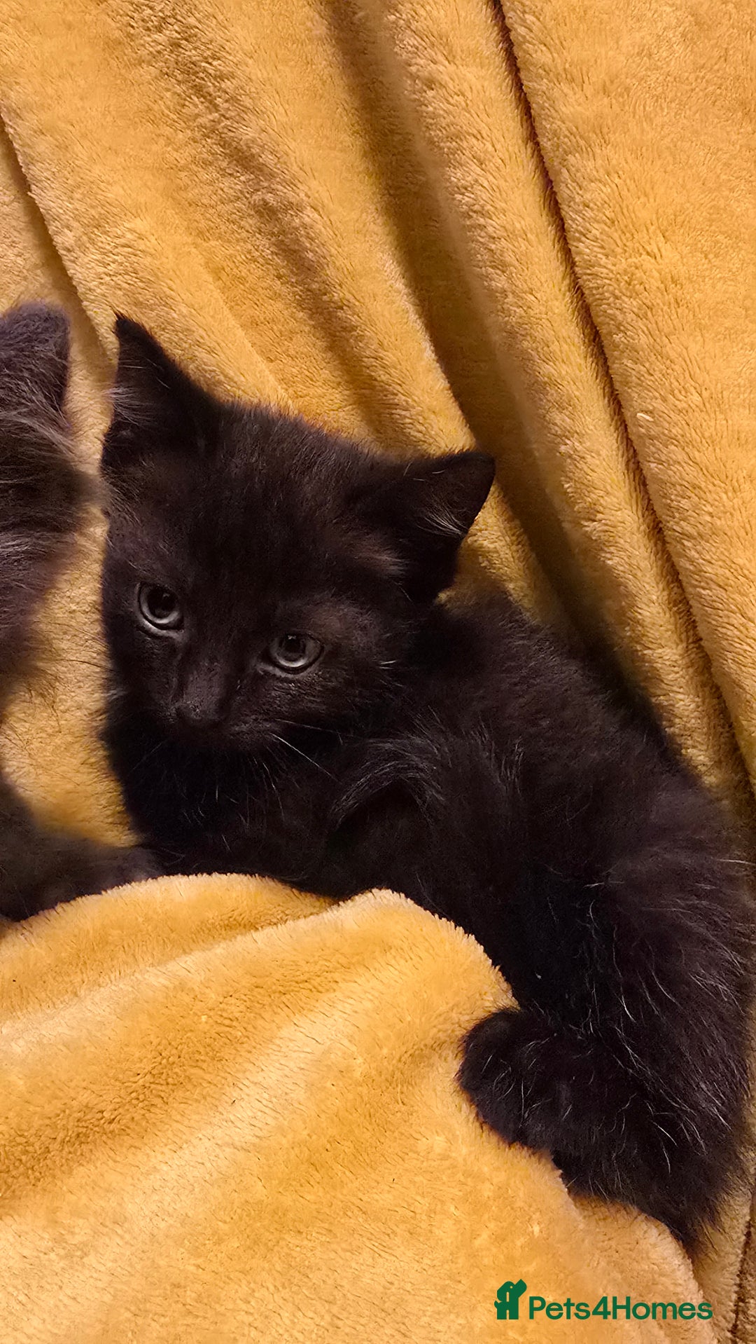 Mixed Breed cats for sale: Beautiful half ragdoll kittens - Image 16