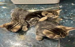 Mixed Breed cats for sale: Adorable Mixed Breed Kitten for Sale! - Image 11